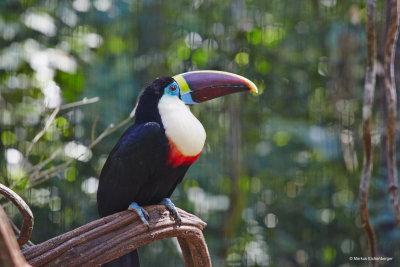 the colour of this tucan was amazing