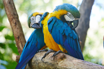 some macaws cleaning each other