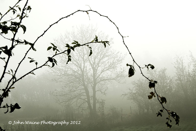 Misty Morning