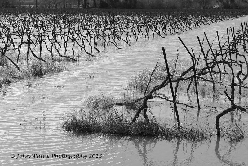 Flooded Vines 2