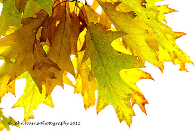 More Autumn Leaf Colour