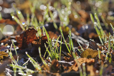 Dewdrops on green shoots