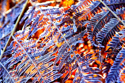 Frosted Ferns Back-lit by Winter Sunshine 