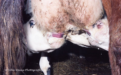Multi-suckling Calves on Dairy Shorthorn Cow