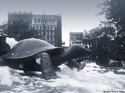 Turtle in Foam