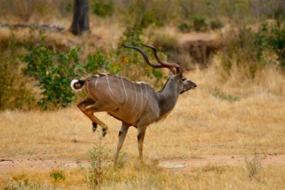 Kudu