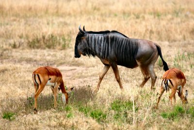 Wildebeast - Gnu