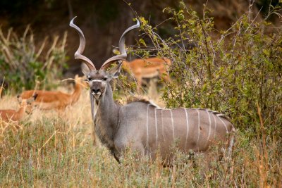 Ruaha National Park