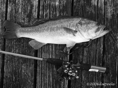 Trophy Largemouth Bass 15 lbs 28 wink ,wink!