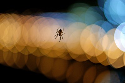Night Spider 7936.jpg