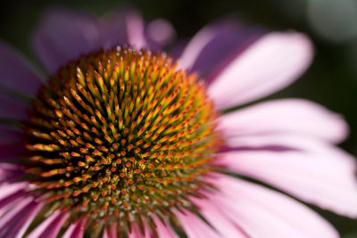 _MG_6613.jpg