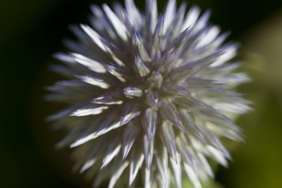 _MG_7361.jpg