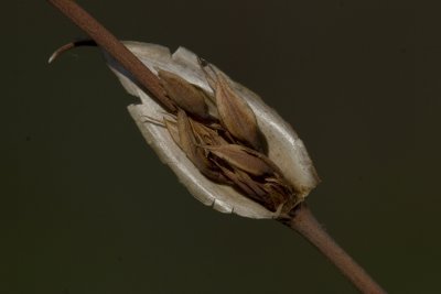 _MG_7458.jpg