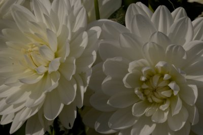 _MG_7596.jpg