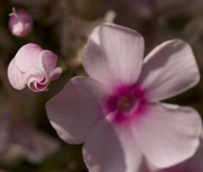 _MG_8605.jpg
