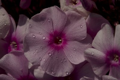 _MG_8608.jpg