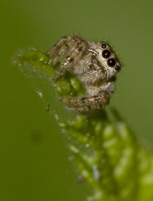 _MG_9375.jpg