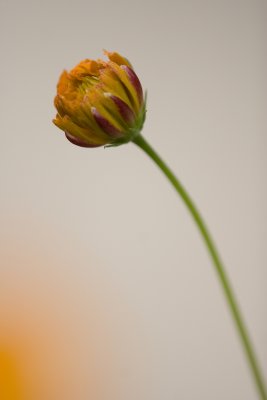 _MG_9811.jpg