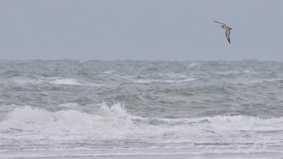 Cory's Shearwater