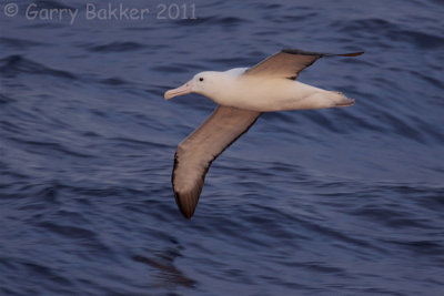 IMG_0435southern royal albatross3.jpg