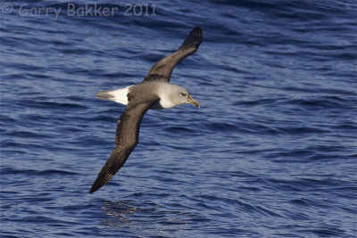 IMG_1040grey-headed albatross2.jpg