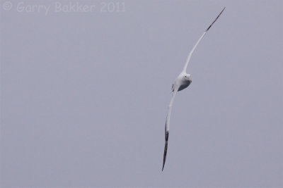 IMG_1303wandering albatross2.jpg