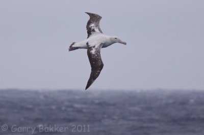 IMG_1487wandering albatross2.jpg