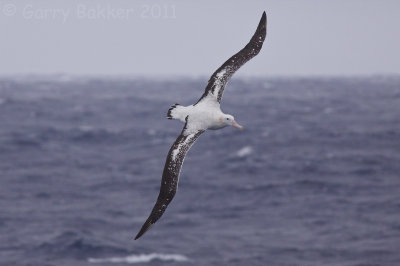 IMG_1489wandering albatross2.jpg