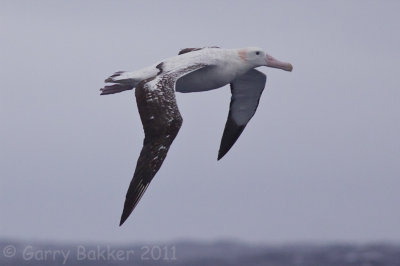 IMG_1498wandering albatross2.jpg