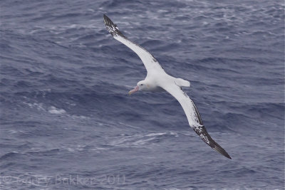 IMG_1617wandering albatross2.jpg