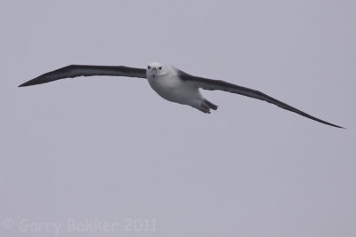 IMG_2729black-browed albatross2.jpg