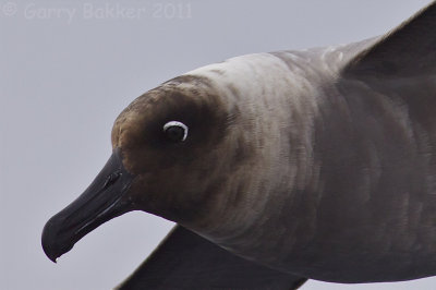 IMG_6153light-mantled albatross3.jpg