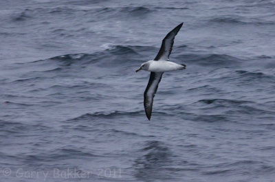 IMG_3213grey-headed albatross2.jpg