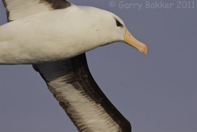 IMG_5260black-browed albatross3.jpg