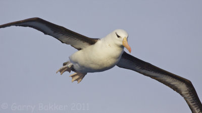 IMG_5212black-browed albatross2.jpg