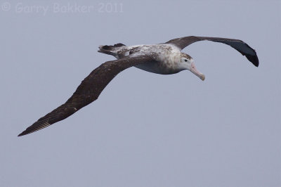 IMG_5049snowy albatross2.jpg