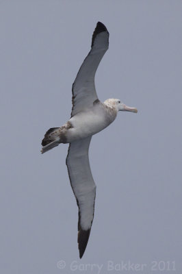 IMG_5012snowy albatross3.jpg