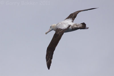 IMG_5003snowy albatross3.jpg