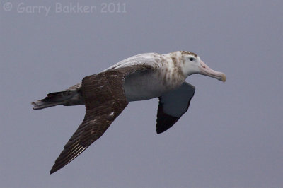 IMG_4955snowy albatross2.jpg