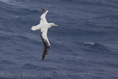 IMG_4940snowy albatross2.jpg