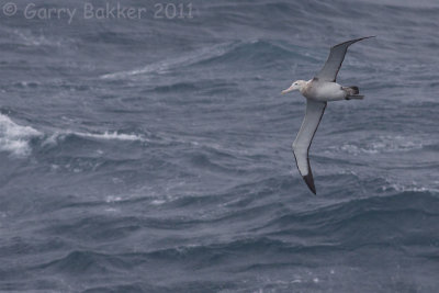 IMG_4917snowy albatross2.jpg