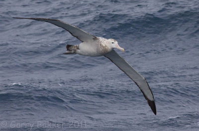 IMG_4907snowy albatross2.jpg