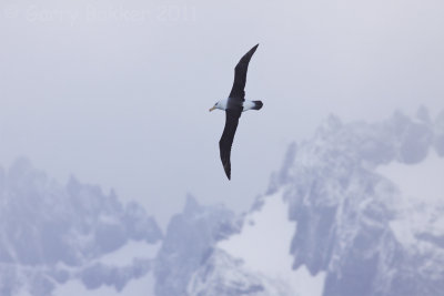 IMG_3702black-browed albatross3.jpg