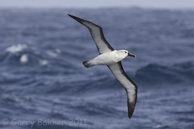 IMG_7414atlantic yellow-nosed albatross2.jpg