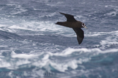 IMG_7164spectactled petrel2.jpg