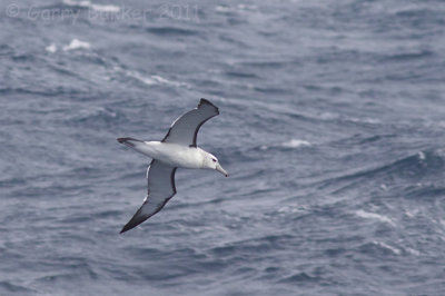 IMG_7163shy albatross2.jpg