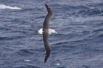 IMG_7142shy albatross3.jpg