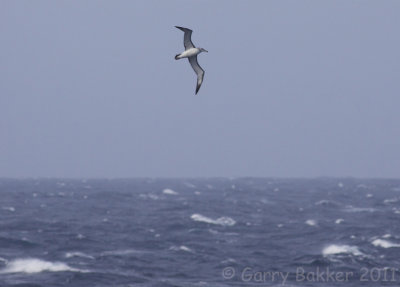 IMG_7108shy albatross2.jpg