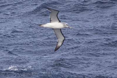 IMG_7105shy albatross2.jpg