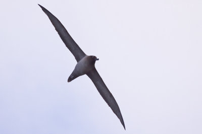 IMG_4090light-mantled albatross3.jpg
